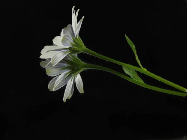 Pétalos Flor Blanca Hermoso Aroma Natural Olor Planta Primavera —  Fotos de Stock
