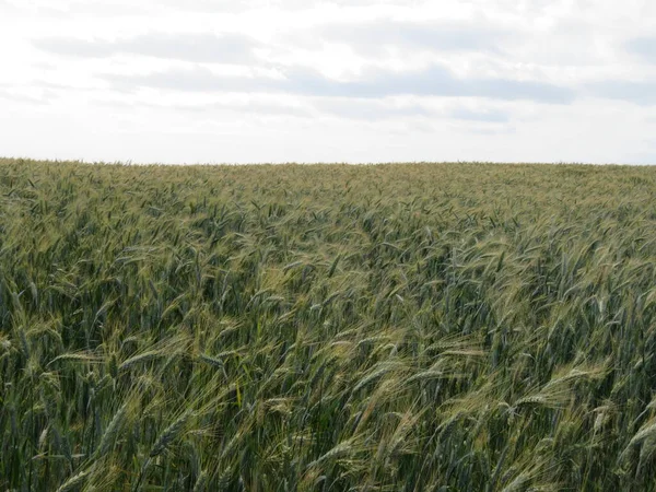 Bel Grano Verde Attesa Maturare Sole — Foto Stock