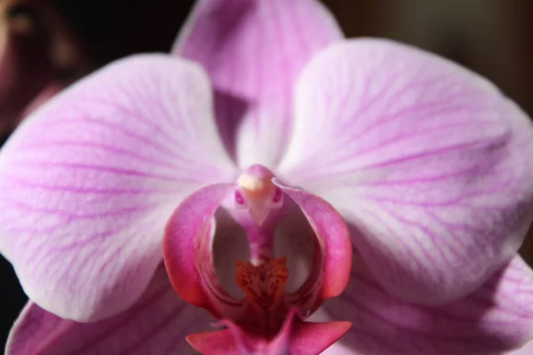 Zarif Renkten Güzel Bir Çiçek Özel Bir Aroma — Stok fotoğraf