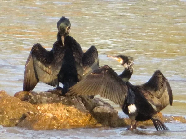 Corvo Preto Pássaro Pesca Rio Casal Rocha — Fotografia de Stock