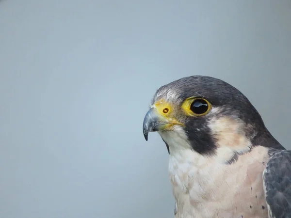 偉大なサイズの獲物の鳥の美しい写真と浸透凝視線 — ストック写真
