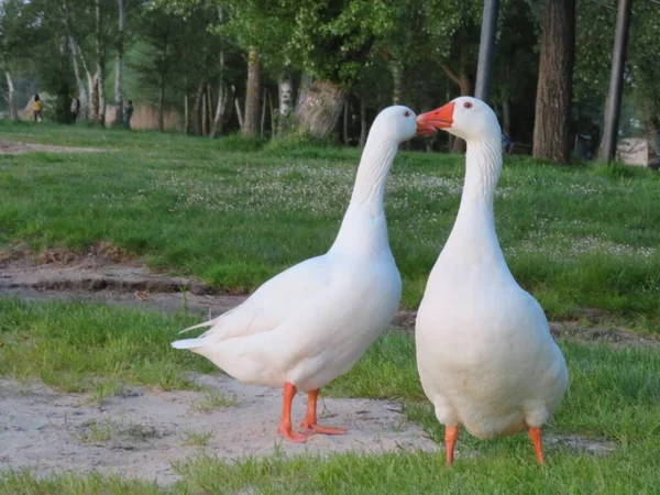 Husí Pták Plavat Barvy Bílé Peří Zobák — Stock fotografie