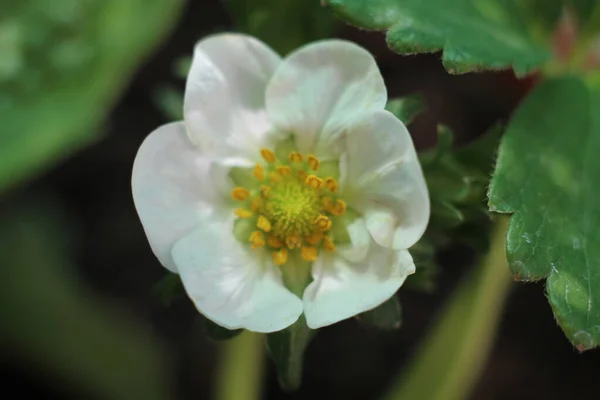 Morango Fruto Flor Planta Pólen Natural Branco Pequeno — Fotografia de Stock