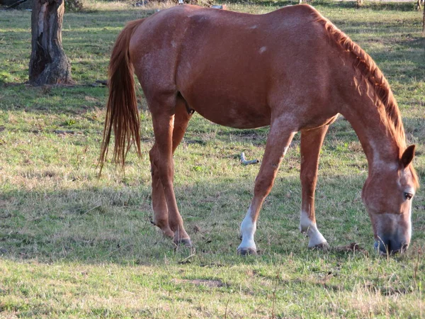 Belle Photo Chevaux Mangeant Herbe Dans Champ — Photo