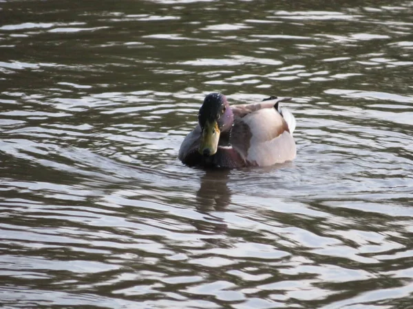 Pato Pájaro Nadar Río Colores Agua Plumas —  Fotos de Stock