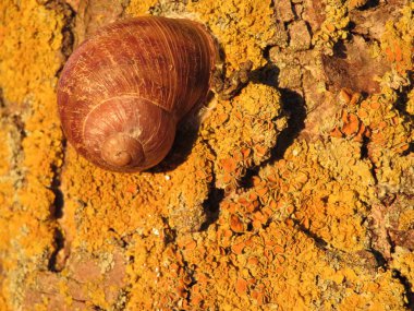 Yavaş hayvan kabuk evi anten izi