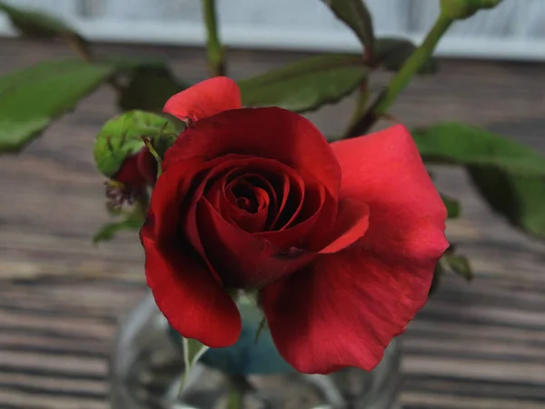 Flor Rosa Planta Cheiro Vermelho Cor Beleza Natural — Fotografia de Stock