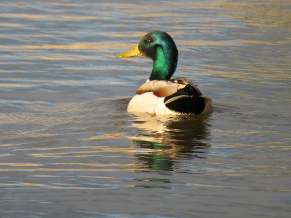 Uccello Animale Nuotare Penna Colori Acqua Volare — Foto Stock