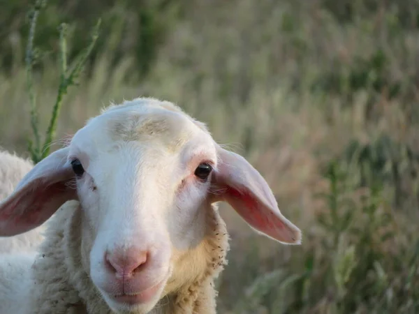 Koyun Kuzuları Yünlü Hayvan Sütü Doğal Çiftliği — Stok fotoğraf