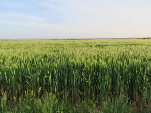 Tarla güzel yeşil tahıl çivileri doğal yiyecekler