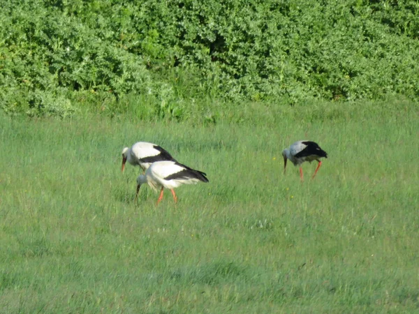 Stork Fugl Hvid Sort Næb Store Ben - Stock-foto