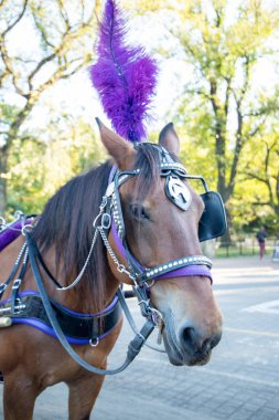 Horse carriage ride in Central Park in New York, USA. November ,2019.