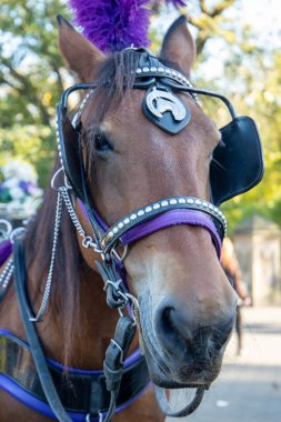Horse carriage ride in Central Park in New York, USA. November ,2019.