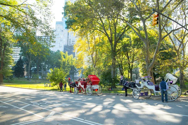 Central Park in New York City . Nice sunny day in autumn. November ,2019.