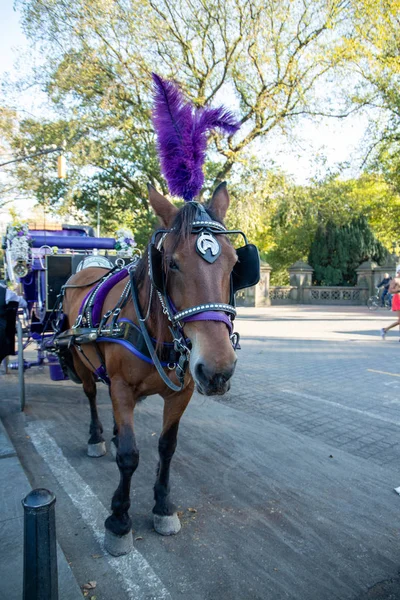 Horse carriage ride in Central Park in New York, USA. November ,2019.