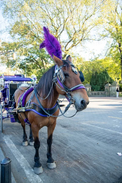 Horse carriage ride in Central Park in New York, USA. November ,2019.