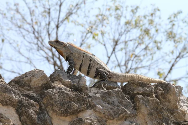 Bir kaya üzerinde tam Iguana