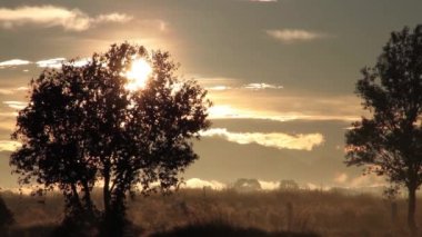 Günbatımı aracılığıyla sepya ağacında