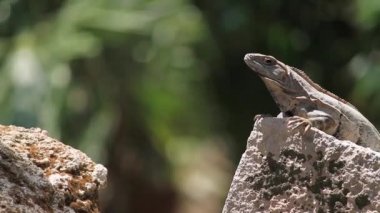 Güneş bir taşın altına alma Iguana