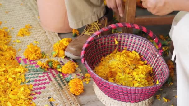 Petals Falling Being Cut Day Dead Celebration — Stock Video