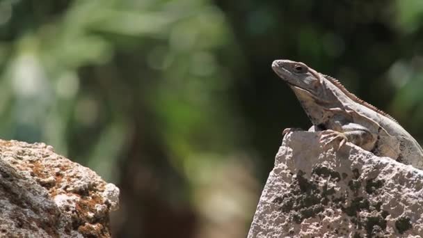 Iguana Tomando Sol Sobre Uma Rocha — Vídeo de Stock