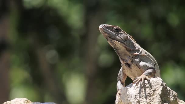 Iguana Tar Solen Över Sten Campeche — Stockvideo