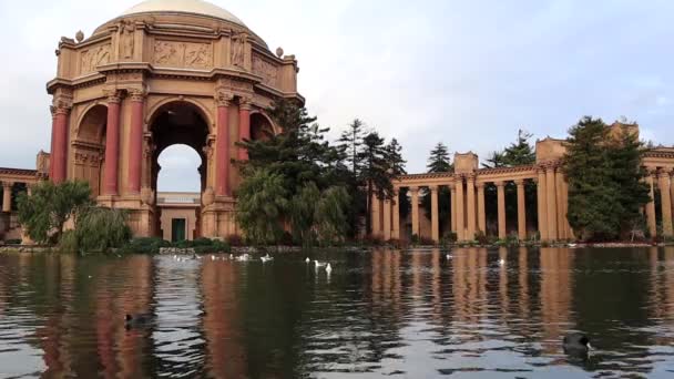 Aves Volando Sobre Lago Palacio Bellas Artes San Francisco — Vídeos de Stock