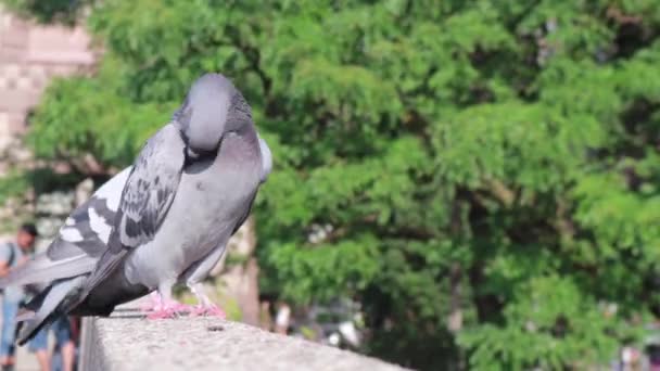 Toronto Ontario Canada August 2019 Pigeons Standing Nathan Phillips Square — Stock Video