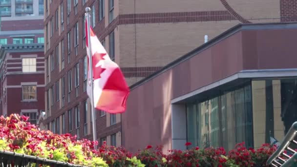 Bandera Canadá Ondeando Toronto — Vídeo de stock
