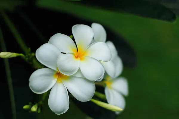 白色的阿尔梅里亚花开花, 在树背景上 — 图库照片