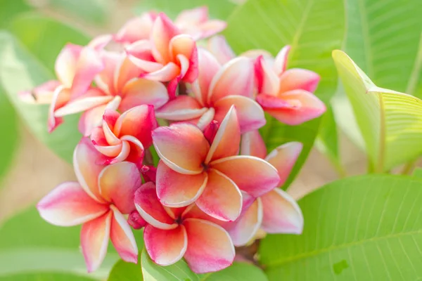 Red Almeria bloem bloei, op de achtergrond van de boom — Stockfoto