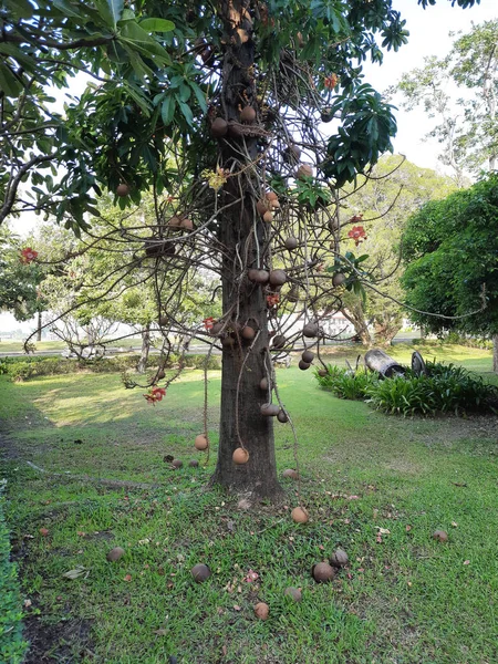 Flor da árvore de canhão (Shorea robusta ) — Fotografia de Stock