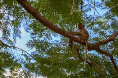 maymun gülüşü ağaç kütüğünde oturuyor.