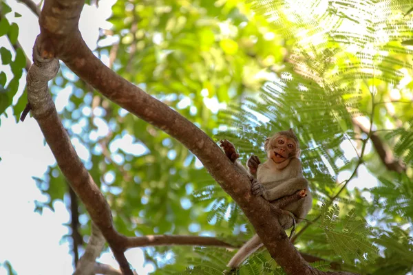 Macaco sorriso sentado no toco da árvore olhando — Fotografia de Stock