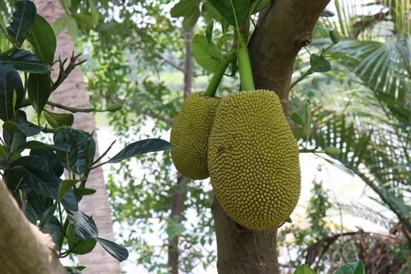 Джэкфрутовое дерево с большим количеством висячих плодов. здоровое питание — стоковое фото