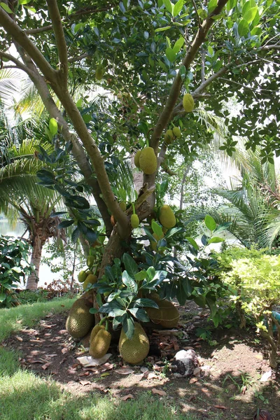 Jackfruit tree with lots of jackfruits hanging. healthy food con — Stock Photo, Image