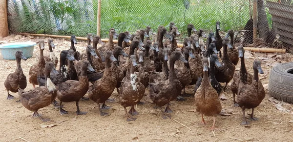 Skupina kachen chodí po farmě. jsou krmena zvířaty jako ekonomická t — Stock fotografie