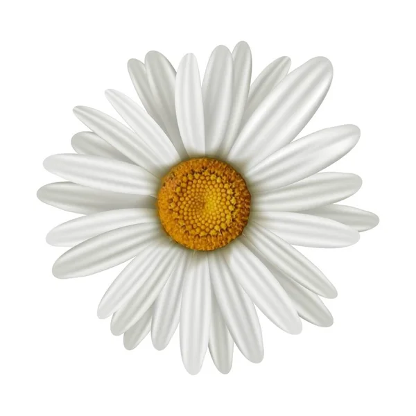 Illustration Vectorielle Camomille Isolée Sur Fond Blanc — Image vectorielle