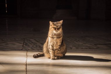 Müzenin içinde kedi