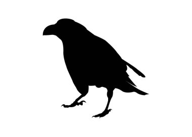 Anahat siyah kuzgun siluet