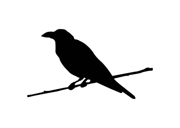 Esquema Silueta Cuervo Negro — Vector de stock