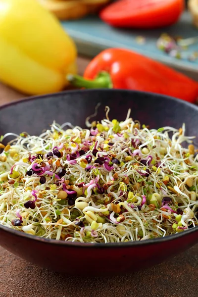Sağlıklı Yemek Filizleri Vejetaryen Salatası — Stok fotoğraf