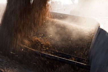 Arkaları taşıma için düşen buğday.