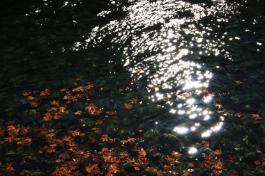 Nehir çınar'ın yapraklarda.