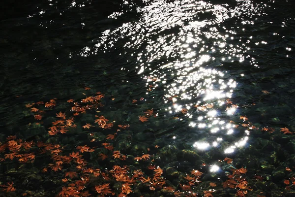 Nehir çınar'ın yapraklarda.