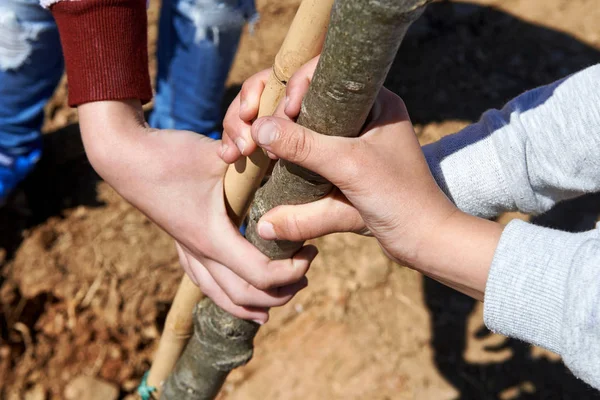 Children holding a bole during tree planting. — Stock Photo, Image