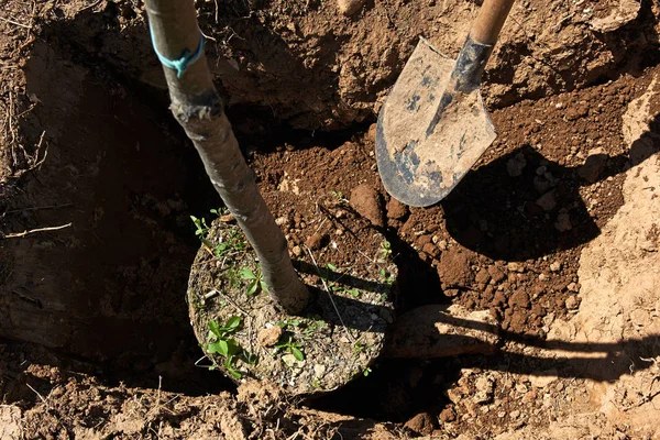 Pala gettato terreno per la piantagione di alberi . — Foto Stock