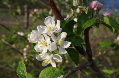 İlkbaharda açan elma dalı.