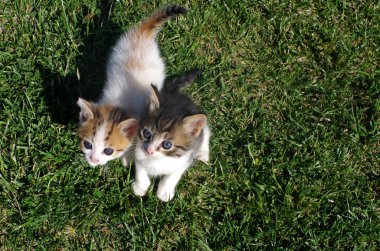 Bahçedeki çimlerin üzerine iki küçük kediler.