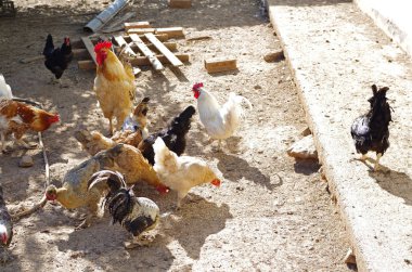Geleneksel ücretsiz aralığı Tavukçuluk. Tavuk.